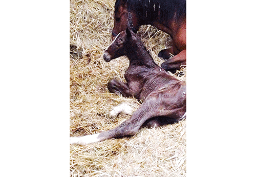 Naissance au Haras des Brimbelles