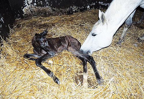 Naissance au Haras de Vimaje