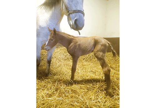 Poulain du Haras de Lacke