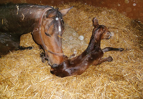 Naissance au Haras des Bréviaires