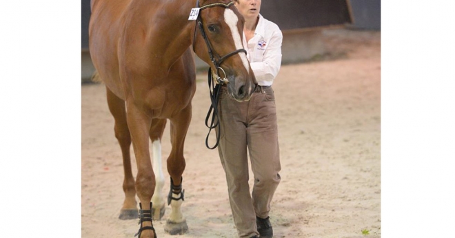 Anne présentant l'un des chevaux de leur élevage de Dénat