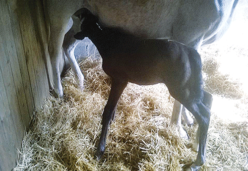 Naissance chez Paul Latournerie