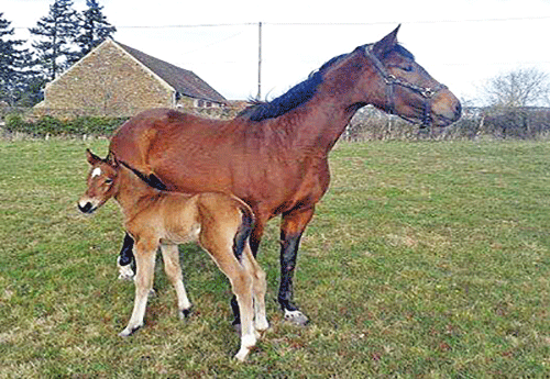 Pouliche de Vagabond de la Pomme