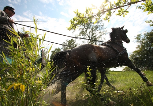 L'attelage  dans les Haras d'État européen (photo Boiselle)