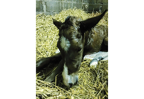Naissance au Haras d'Auquainville