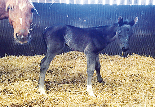 Naissance au Haras de Circée