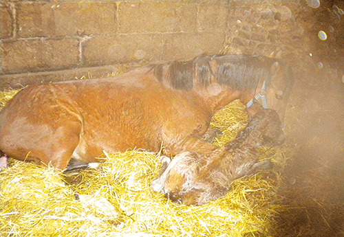 Naissance à l'élevage des Morins