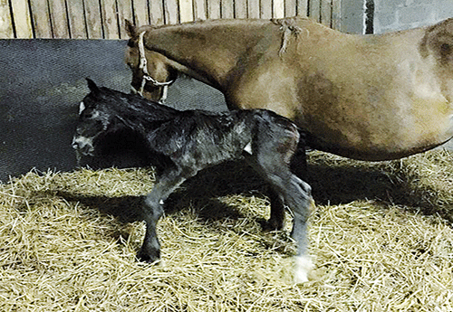 Naissance au Haras de Circée