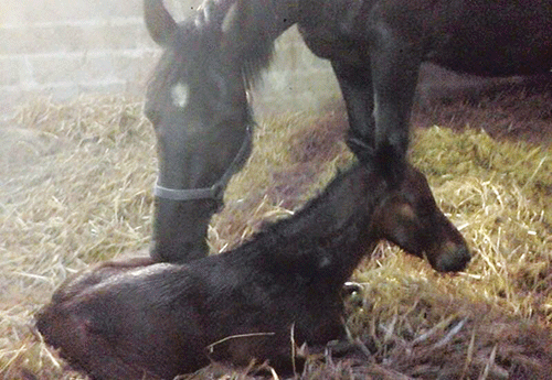 Naissance au Haras de Circée