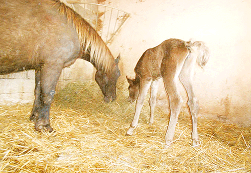 Naissance Elevage de Chaumont