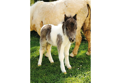 Naissance au Haras de l’Audrenais