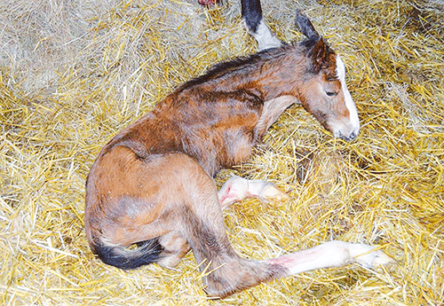 Naissance aux Ecuries de la Borde