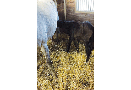 Naissance à l'élevage d'Emm