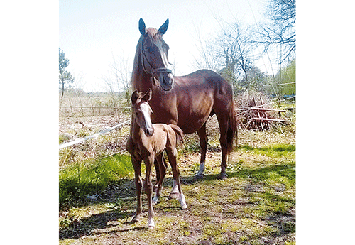 Naissance chez Fabienne Dulou-Minetti