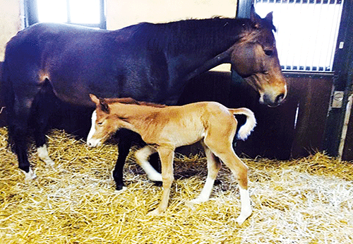 Naissance à l'élevage de Chambourg