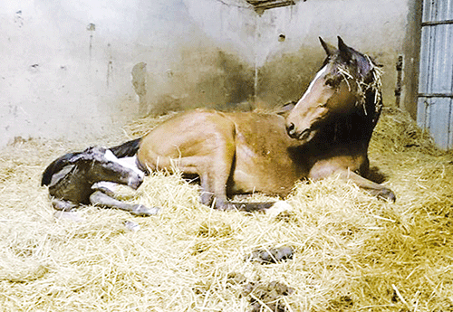 Naissance au Haras du Montceau