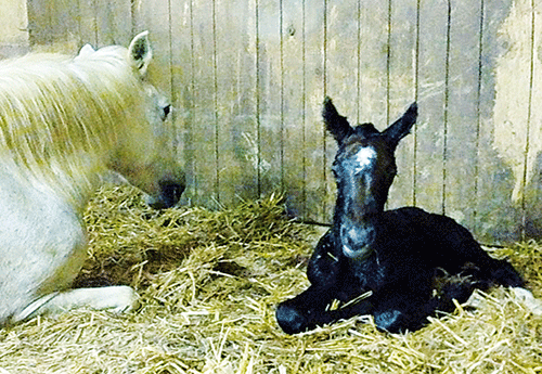 Naissance chez Véronique Brasilès