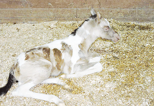 Naissance chez Caroline Sauvegrain