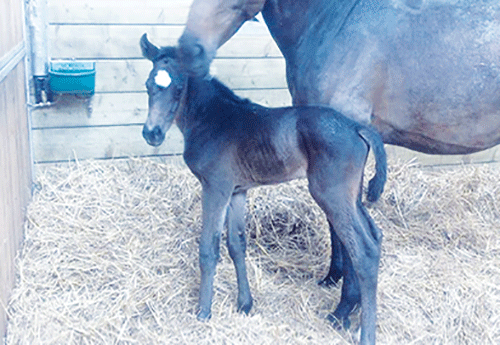 Naissance au Haras des Passions