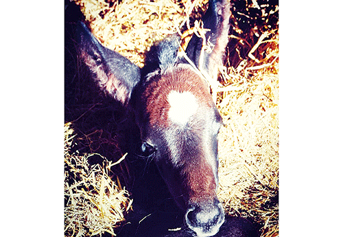 Naissance à l'Ecurie Team EDM