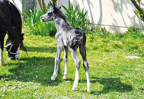 Naissance au Haras du Krystal