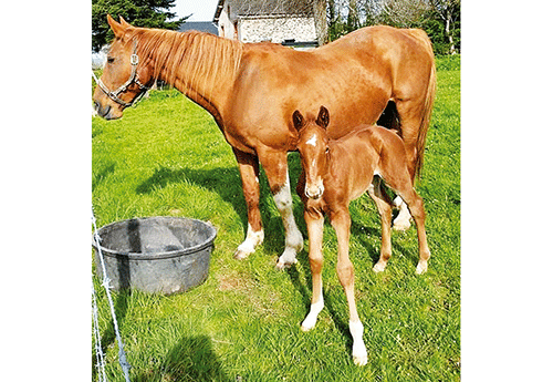 Naissance à l'Elevage du Chavanon