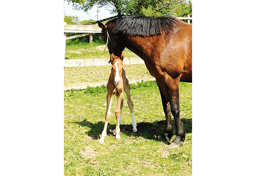 Naissance à l'Elevage de Kezeg