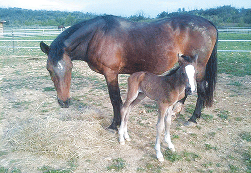 Naissance chez Emilia Clémencet