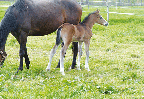 Naissance au Haras de Vimaje