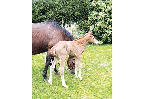 Nouvelle naissance au Haras de Vimaje