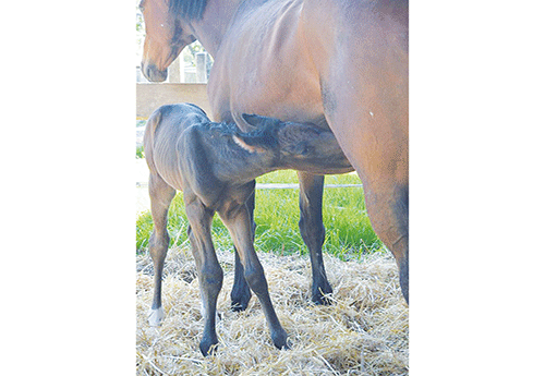 Naissance chez Jonathan Andéole