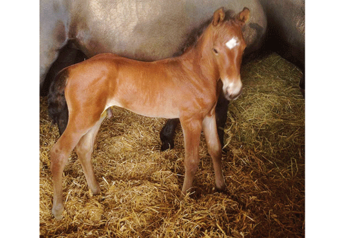 Naissance au Haras de Brullemail