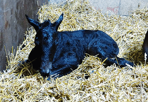 Naissance à l'Elevage du Poncelet