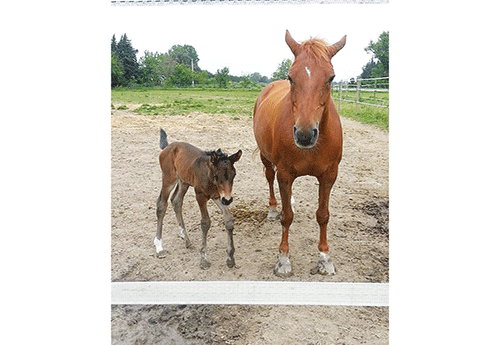 Naissance chez Chrystel Donnet