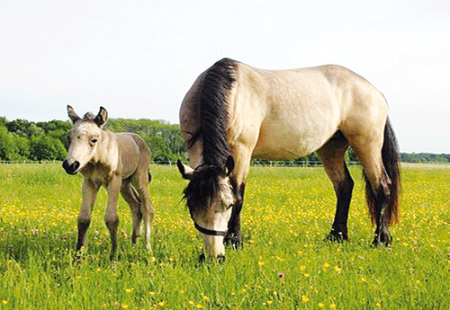 aux Naissance aux Ecuries de la Perlotte