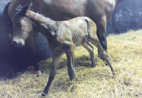 Naissance au Haras La Pommeraye