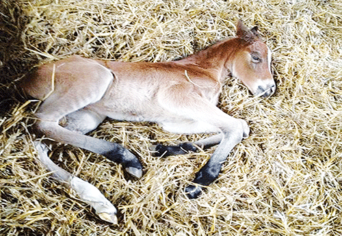 Naissance chez Elie Terrier