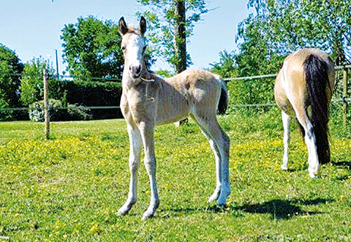 Naissance à l'Elevage du Littoral