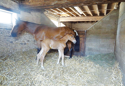 Naissance chez Henriette Evain