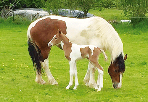 Naissance à l'Elevage de Kereal