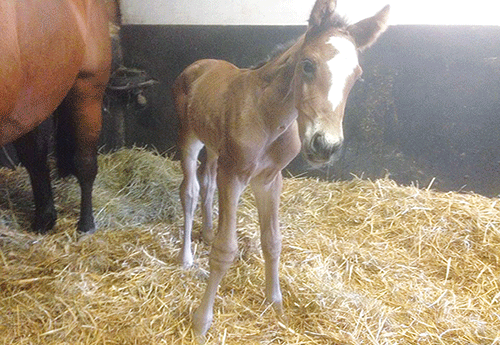 Naissance au Haras de Brullemail