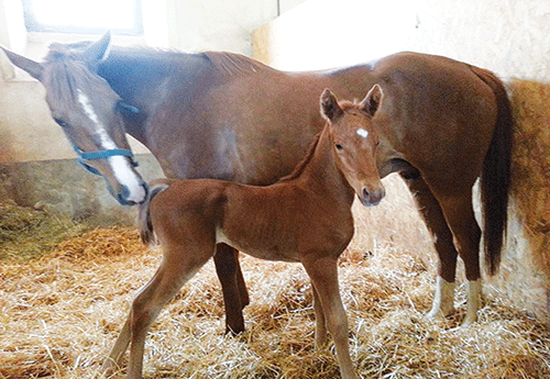 Naissance au Haras National de Pompadour