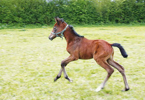 Flora d’Austral