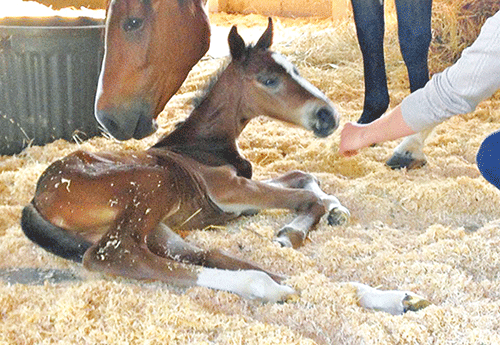 Naissance au Haras Krf