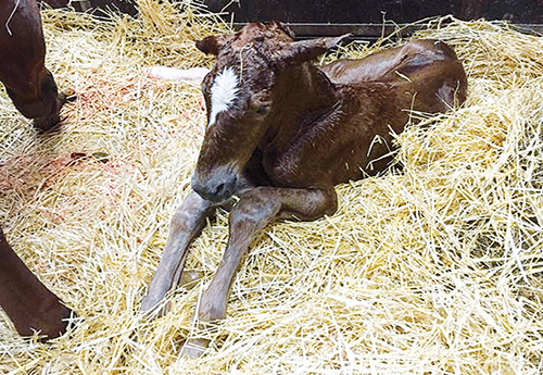 Naissance à l'Elevage d’Emm