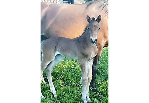 Naissance à l'Elevage des Sources