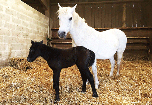 Naissance au Haras de Circée