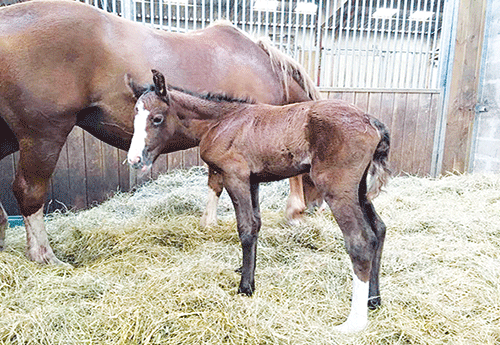 Naissance au Haras de Circée