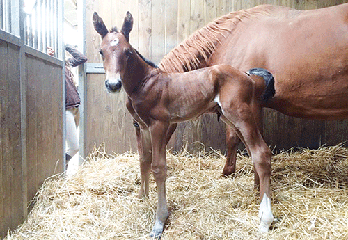 Naissance chez Laetitia Airiau