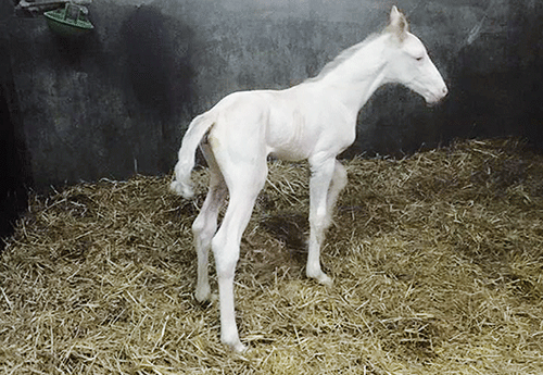 Naissance chez Gilles Lherpinière